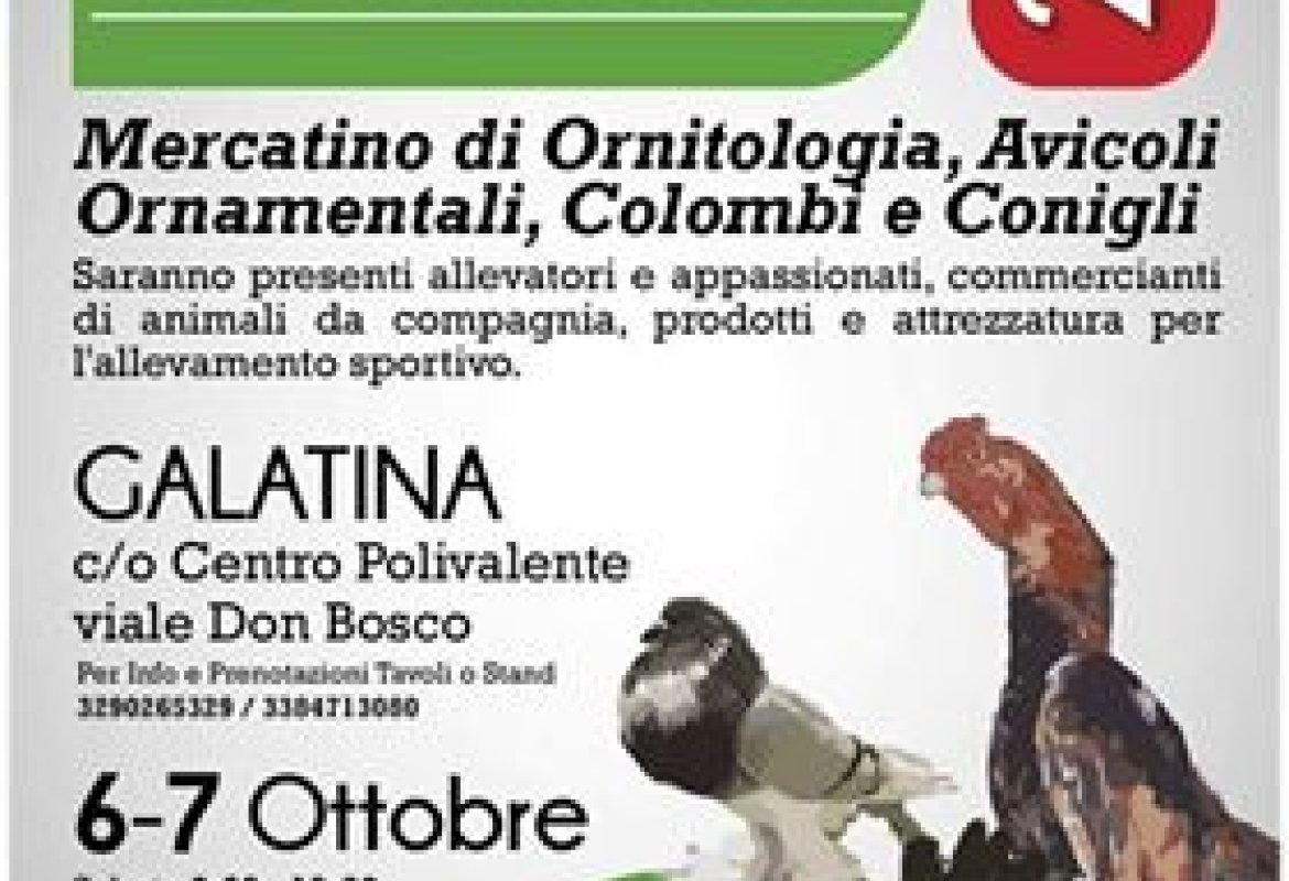 Galline, galli, colombi, uccelli in mostra