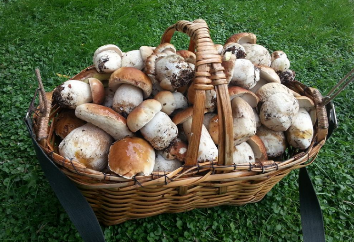 Funghi, acquistarli solo dai raccoglitori certificati
