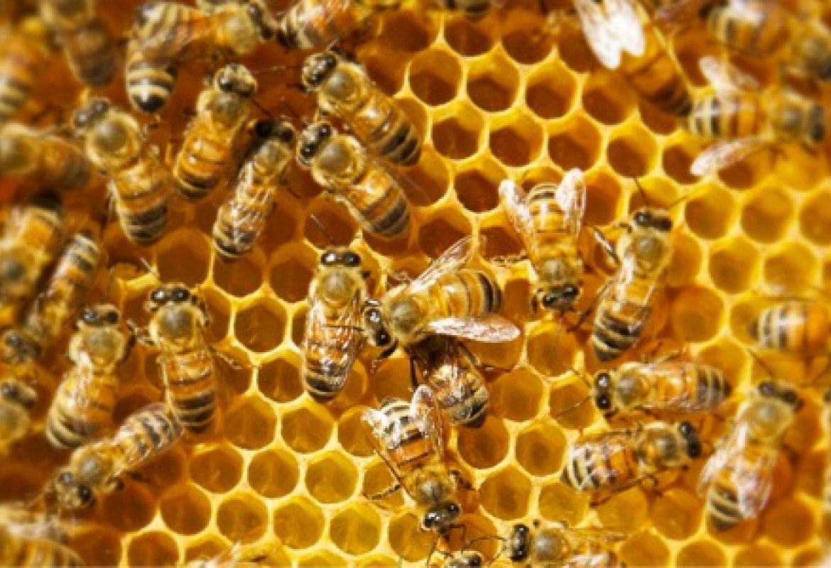 "Un giorno con la Regina", censiti in puglia 19000 alveari