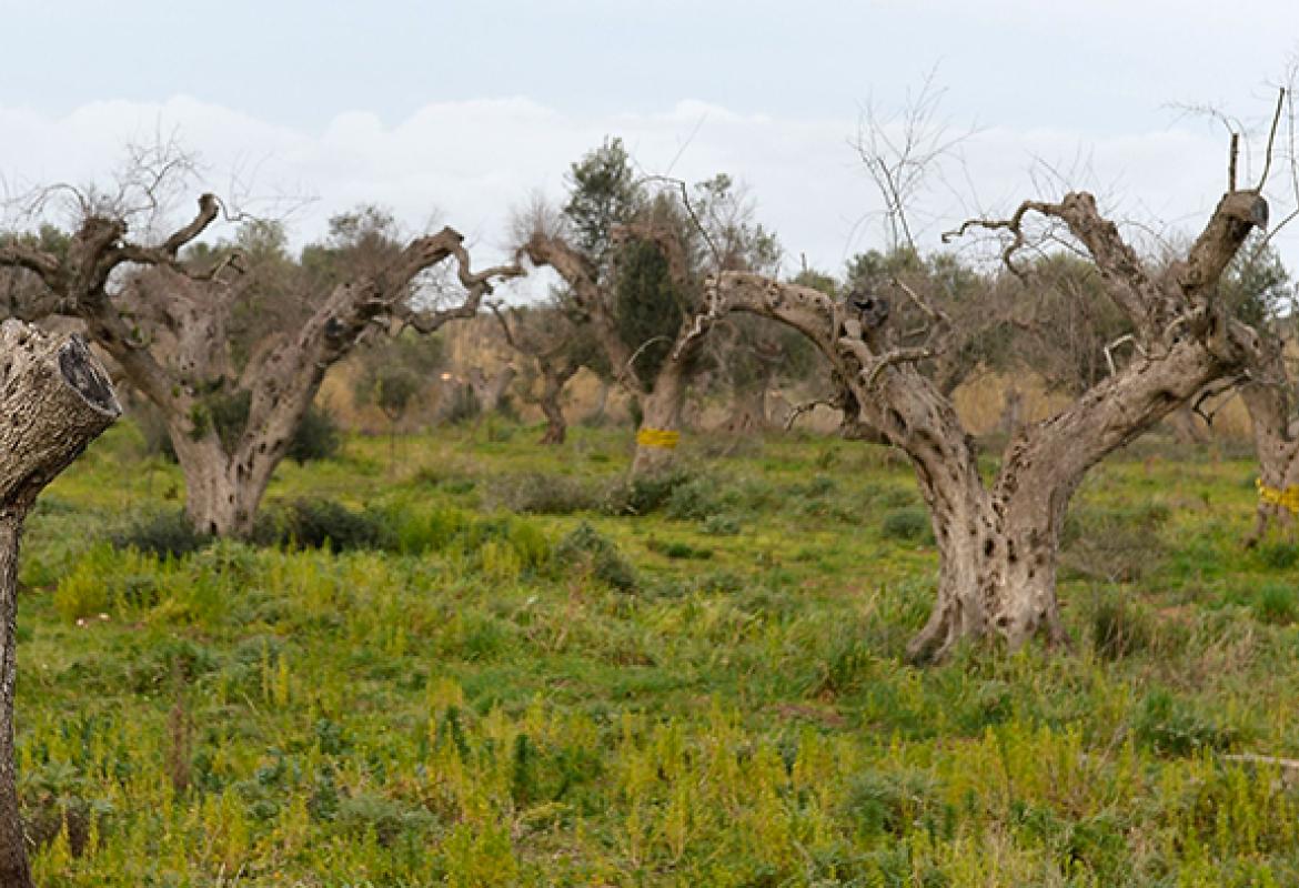 Xylella, &quot;Il Cnr è in conflitto di interesse&quot;