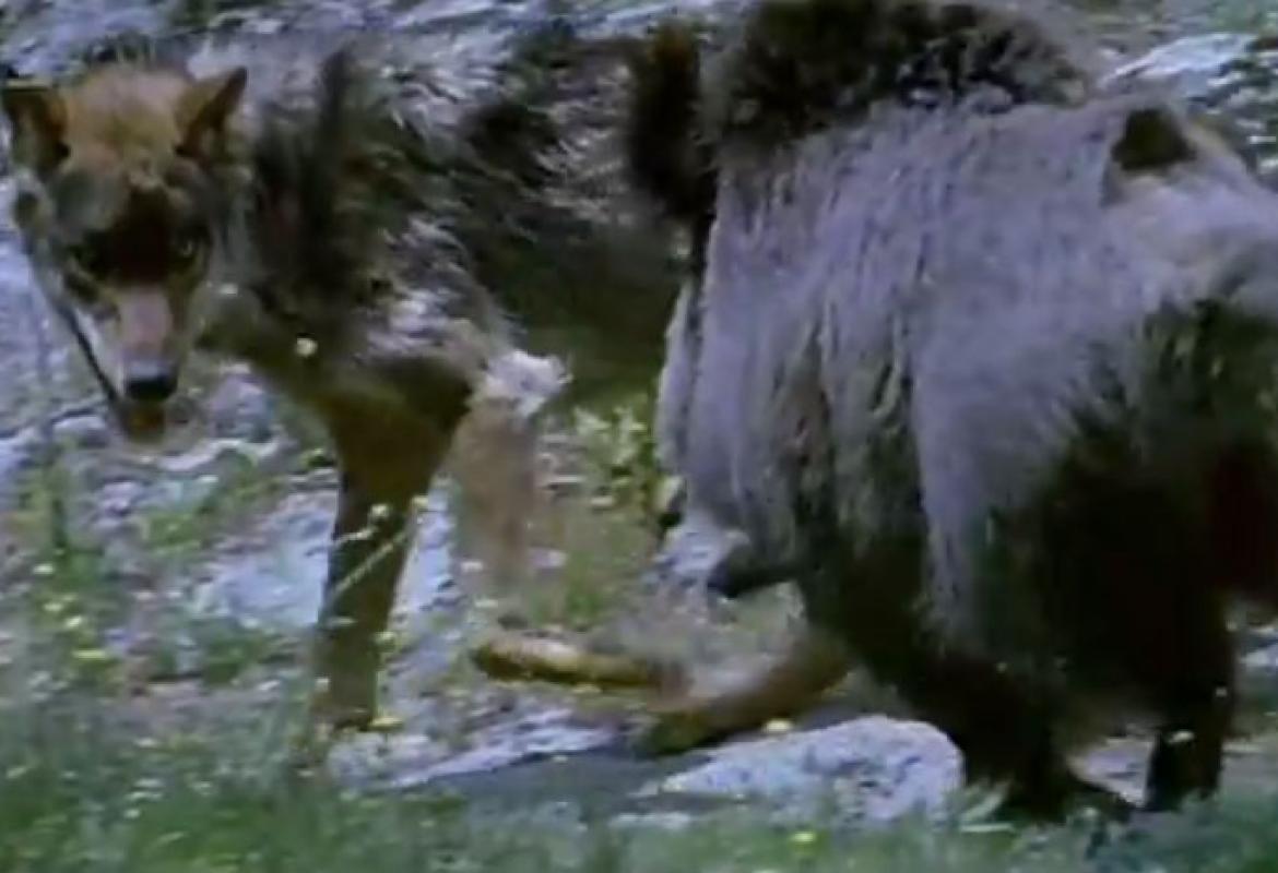 Gargano invaso da lupi e cinghiali