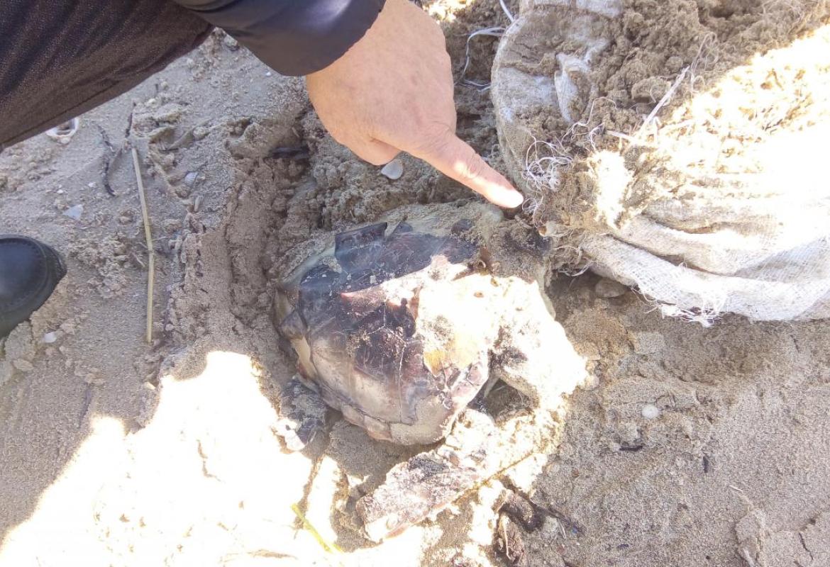 Su una spiaggia del Salento ancora un'altra tartaruga vittima della plastica