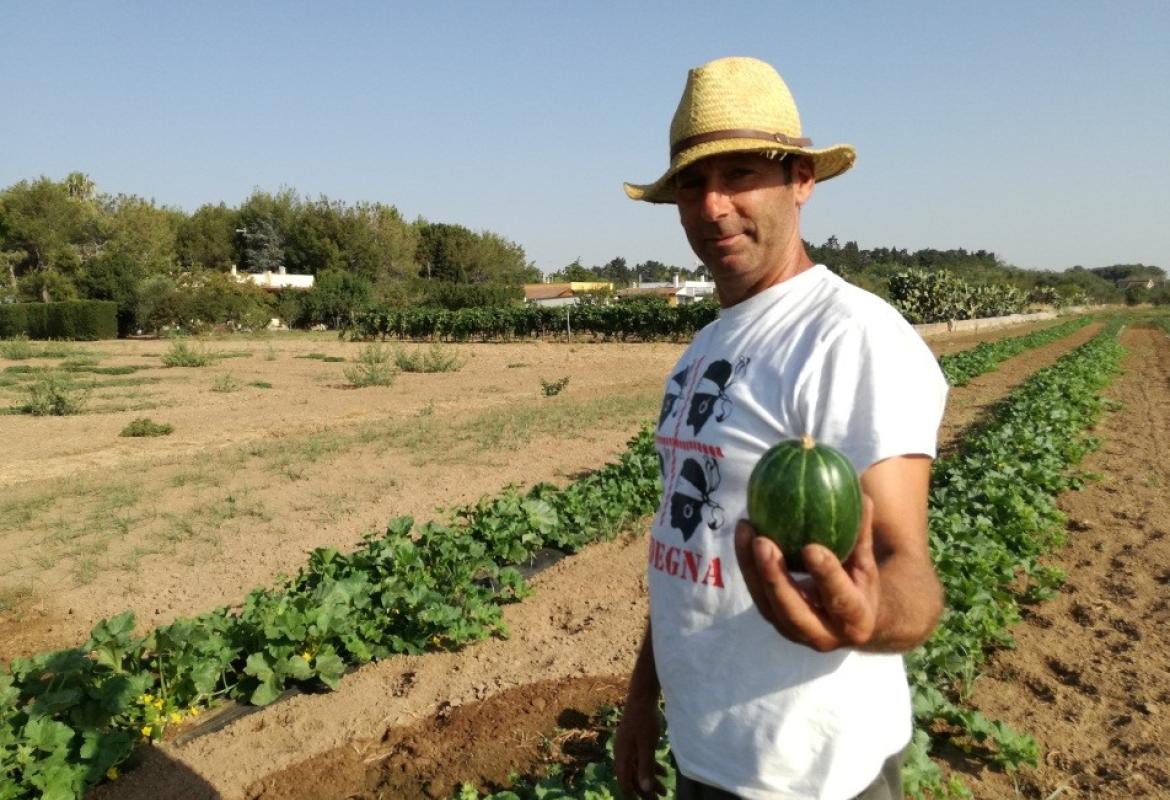 La Meloncella Tonda di Galatina entra nel paniere dei Prodotti Agroalimentari Tradizionali (PAT) di Puglia 
