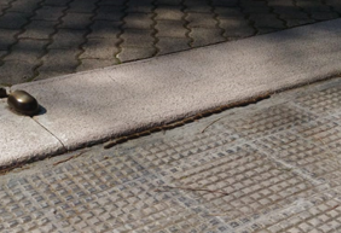 Processionaria, può essere pericolosa per bambini e cani