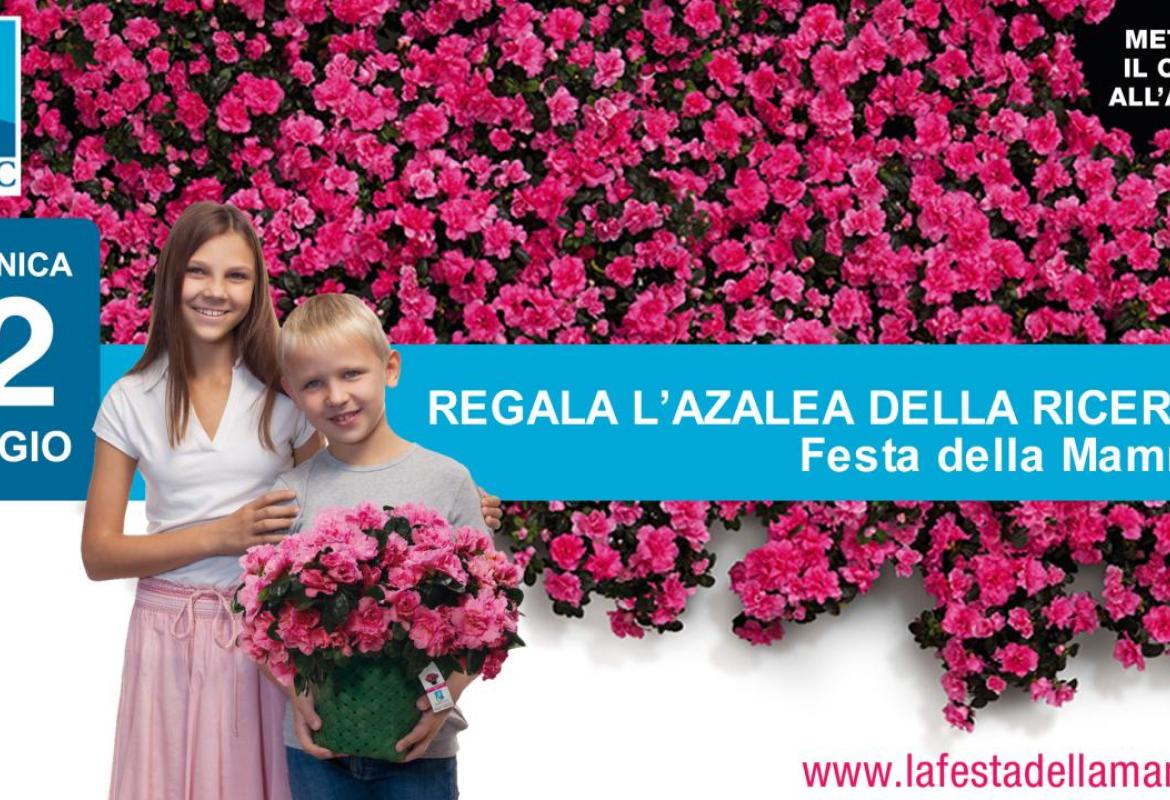 Domenica in piazza San Pietro l'azalea della ricerca contro il cancro