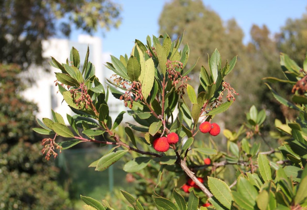 Presso l’Orto Botanico del Salento il “Fascination of Plants Day”