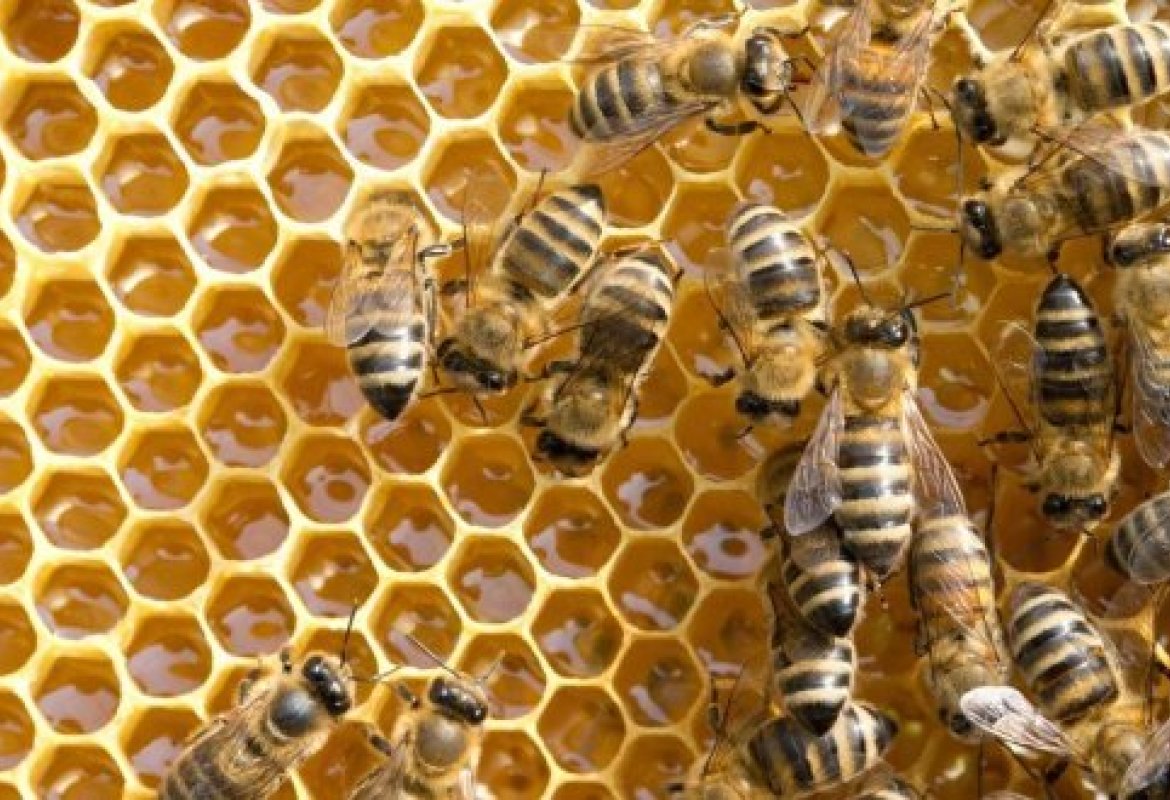 Api stressate, crolla in Puglia la produzione di miele
