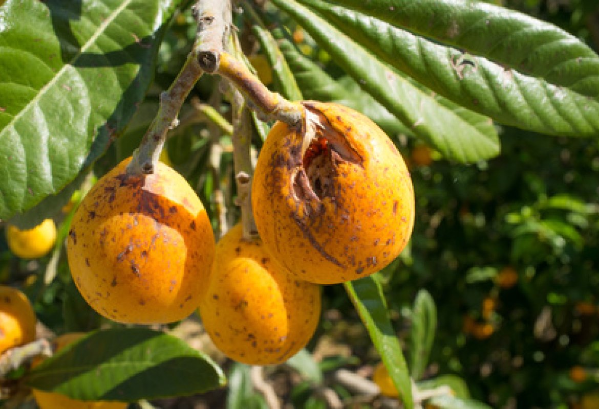 Il maltempo sta mettendo in ginocchio l'agricoltura pugliese