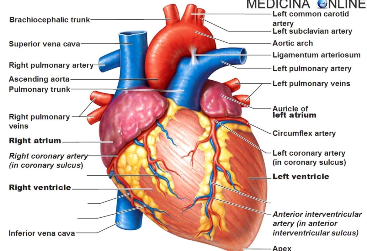  “Prevenzione ti migliora la vita”. Consulenze cardiologiche gratuite in piazza Sant’Oronzo