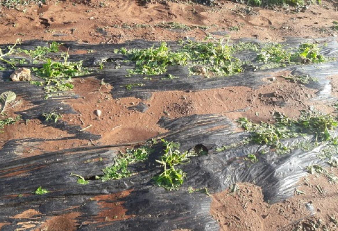 Bombe d'acqua e grandinate a Galatina e nel Salento