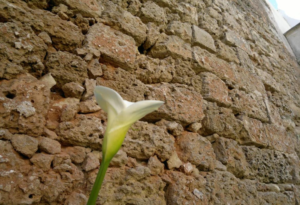 Per dare di più basta sognare