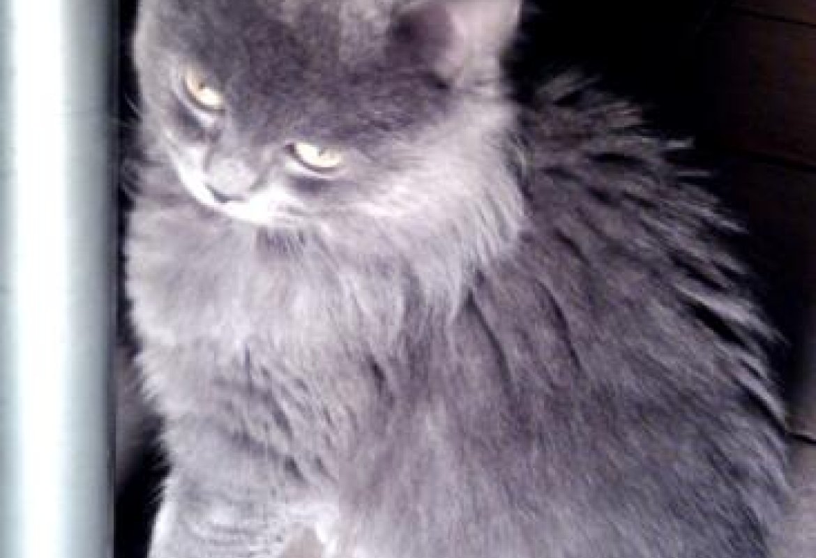 Chi trova questa gattina, per piacere, ci avvisi