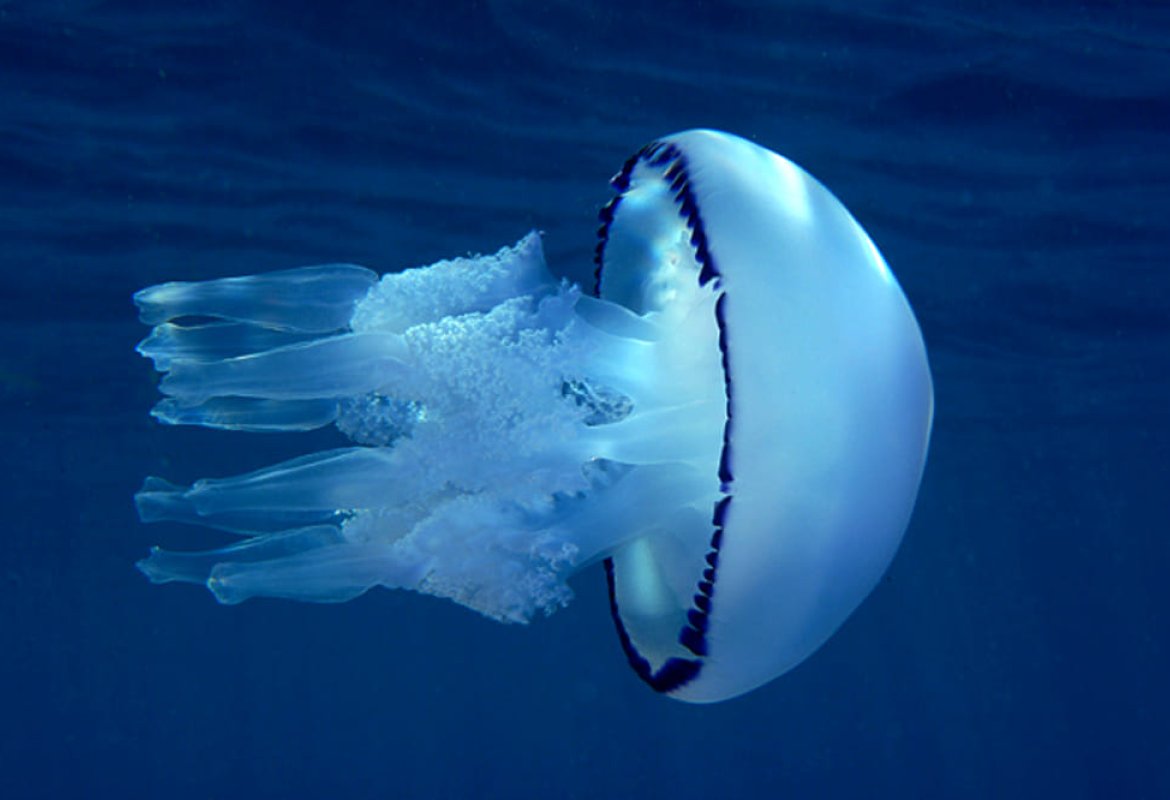 "Le meduse cibo del futuro"
