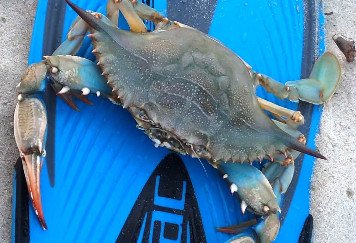 Nel Salento il pericoloso granchio azzurro