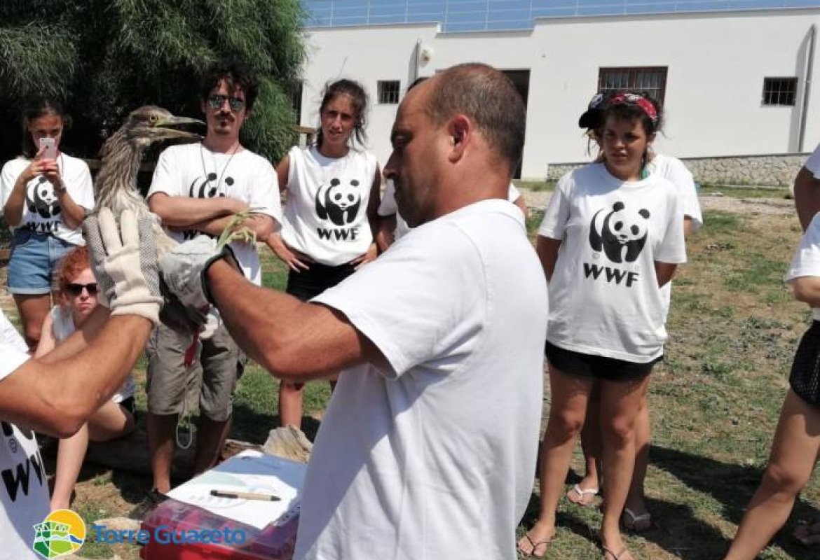 Due civette tornano a volare grazie ai volontari di Torre Guaceto
