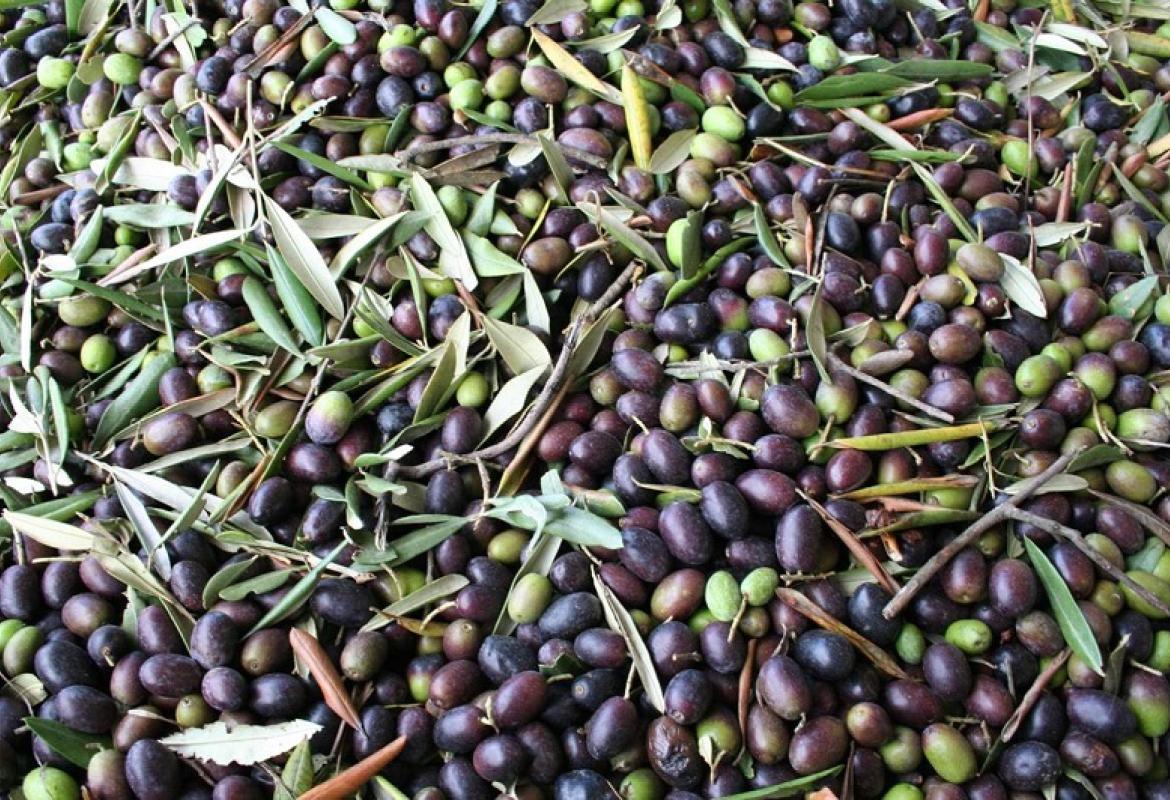 A Gagliano del Capo la prima raccolta delle olive