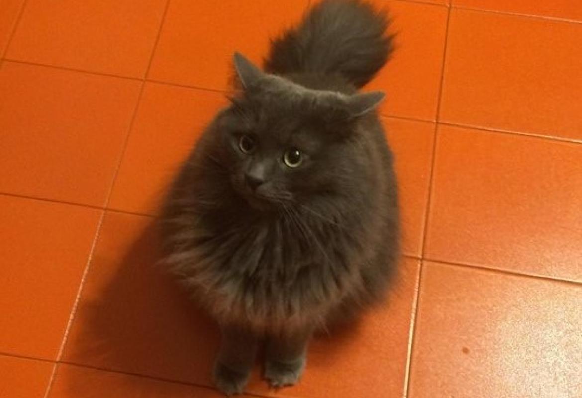 &quot;Ho visto il gatto Nuvo&quot;