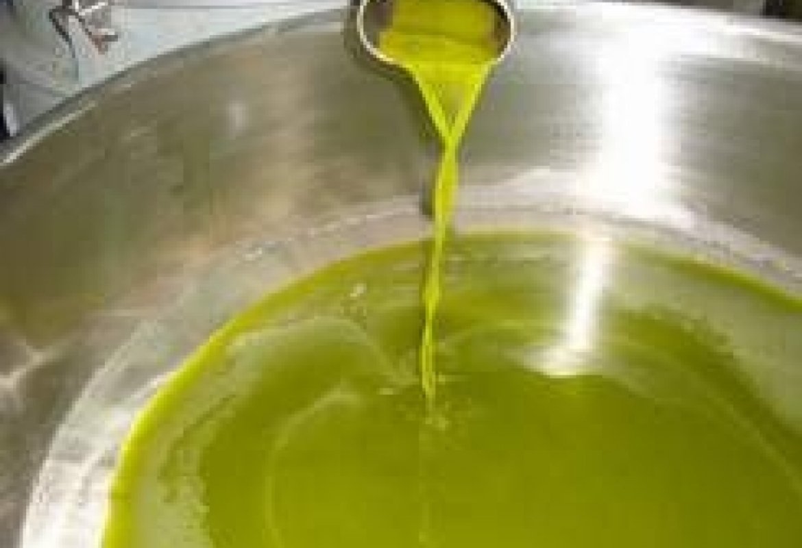 Xylella, crolla la produzione di olio nel Salento