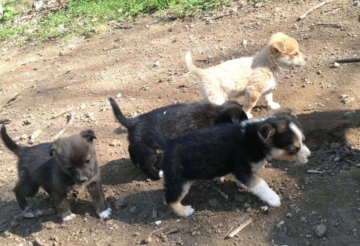 Abbandona cuccioli per strada. Denunciato