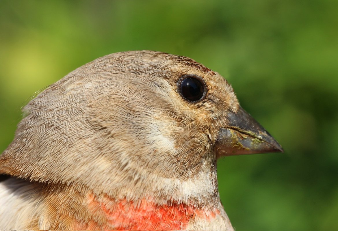 Al via a Galatina la sesta edizione della Mostra Ornitologica Salentina 