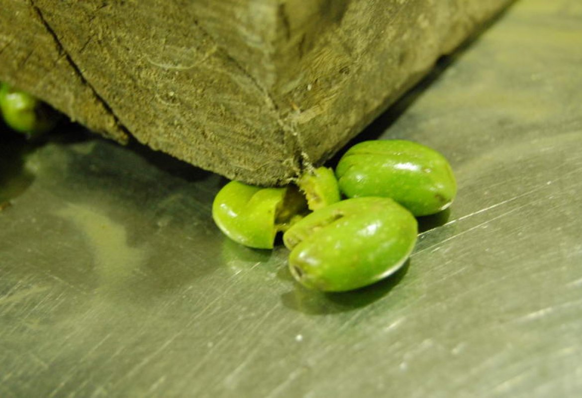 La XXX Sagra de la Volìa Cazzata nel segno della festa