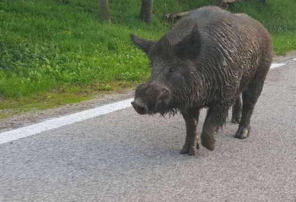 Anche il Salento invaso dai cinghiali