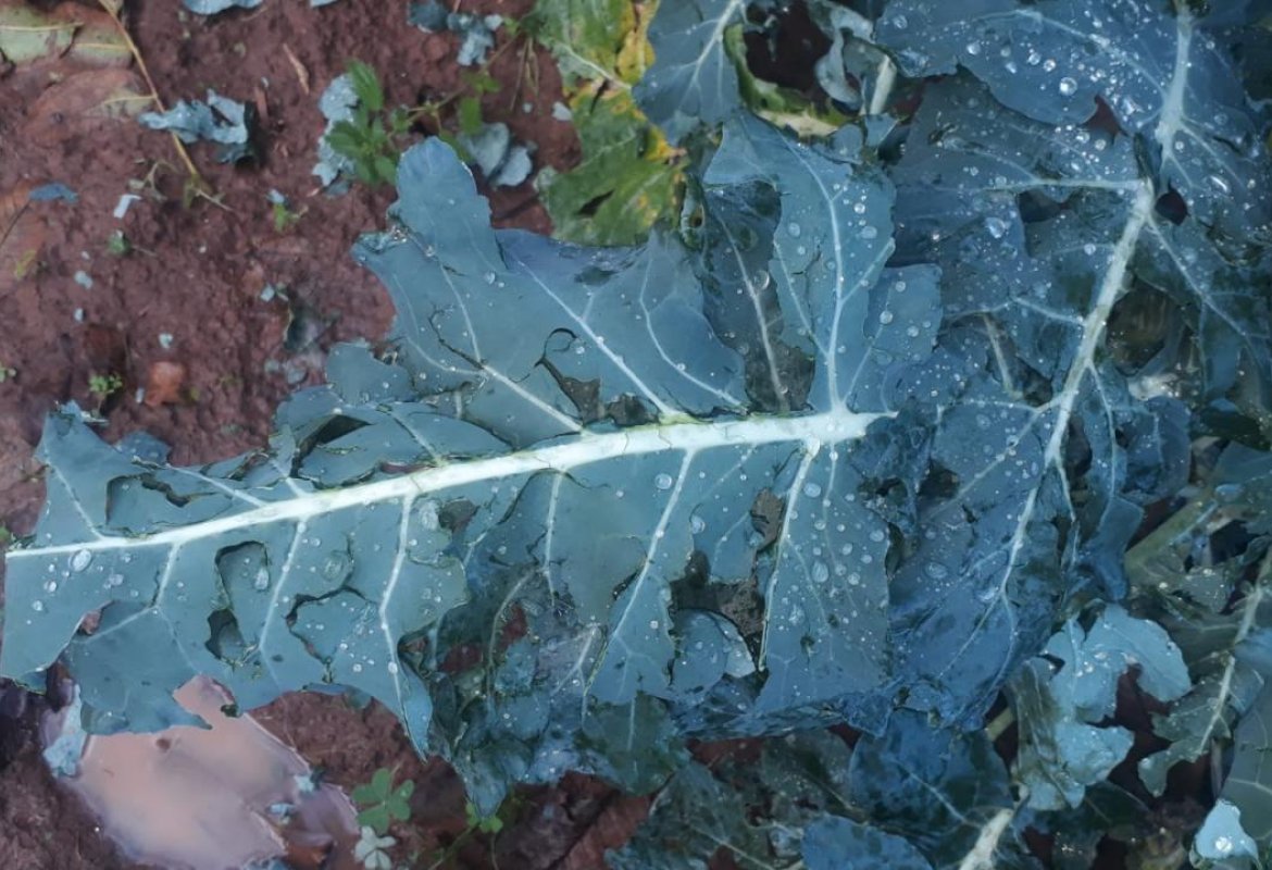 Il maltempo mette in ginocchio l'agricoltura pugliese