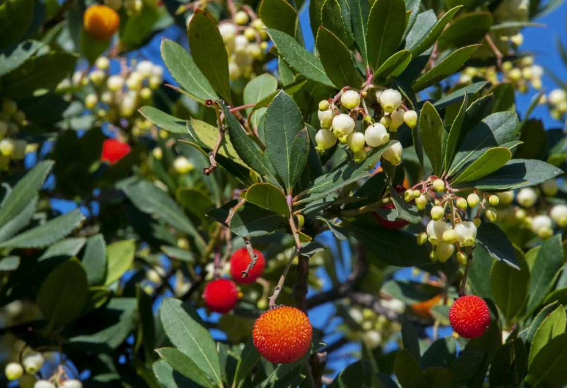 Ad Ecotekne si piantumano 50 nuovi alberi della flora salentina
