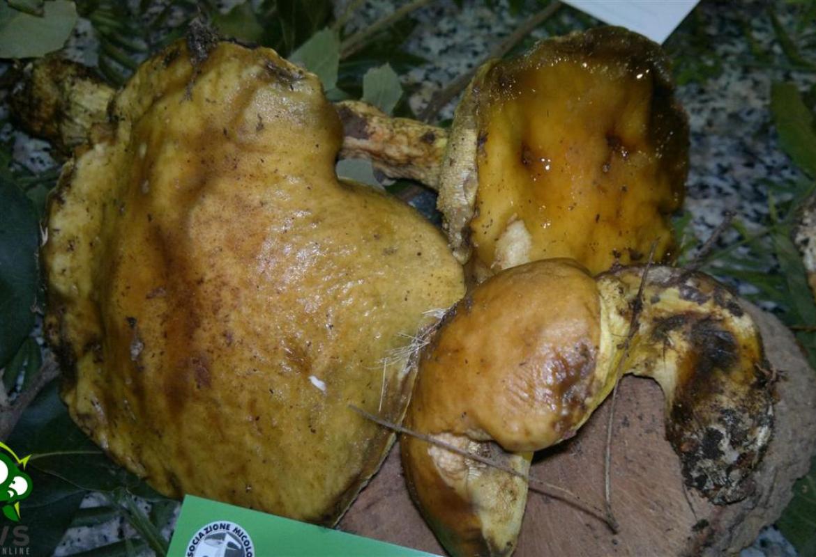 I 'Funghi del Salento' nella 24ma Mostra Micologica galatinese