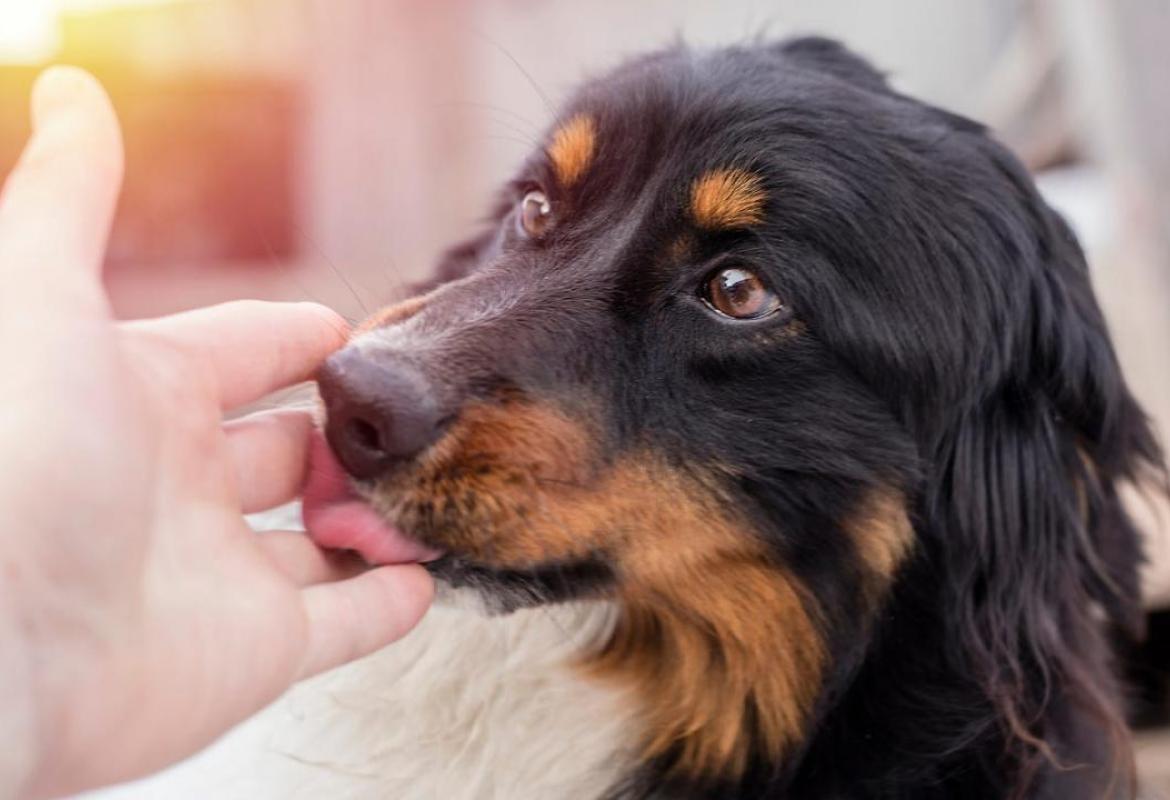 Sessantatreenne muore dopo essere stato leccato dal suo cane