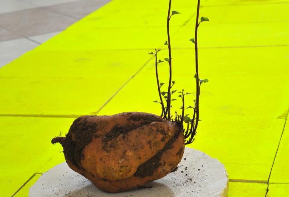 “Che arte fa? Dalla biennale 2019 alle opere recenti di Cattelan e Banksy”