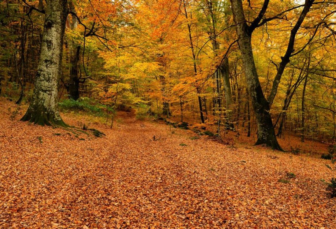 Qual è il momento migliore per respirare nelle foreste? Una ricerca del Cnr 