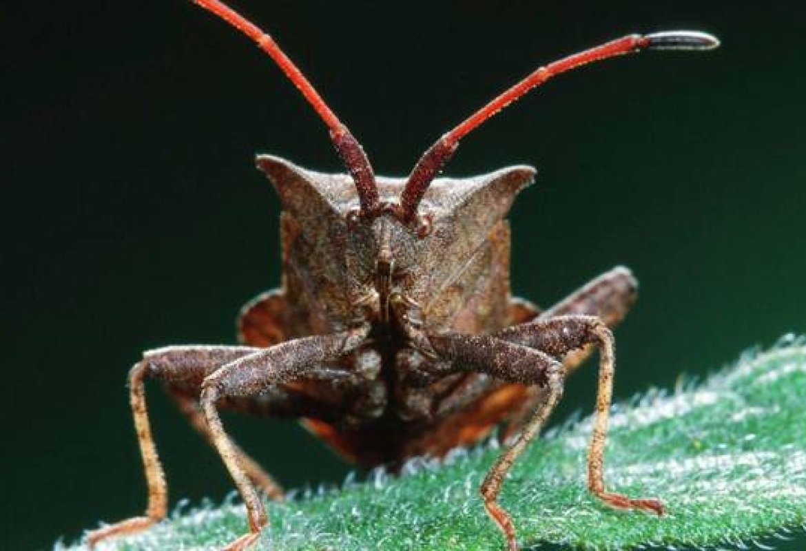 Contro la cimice killer anche gli agricoltori pugliesi si mobilitano a Verona