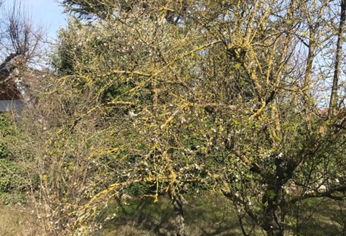 In Puglia i mandorli sono in fiore a gennaio