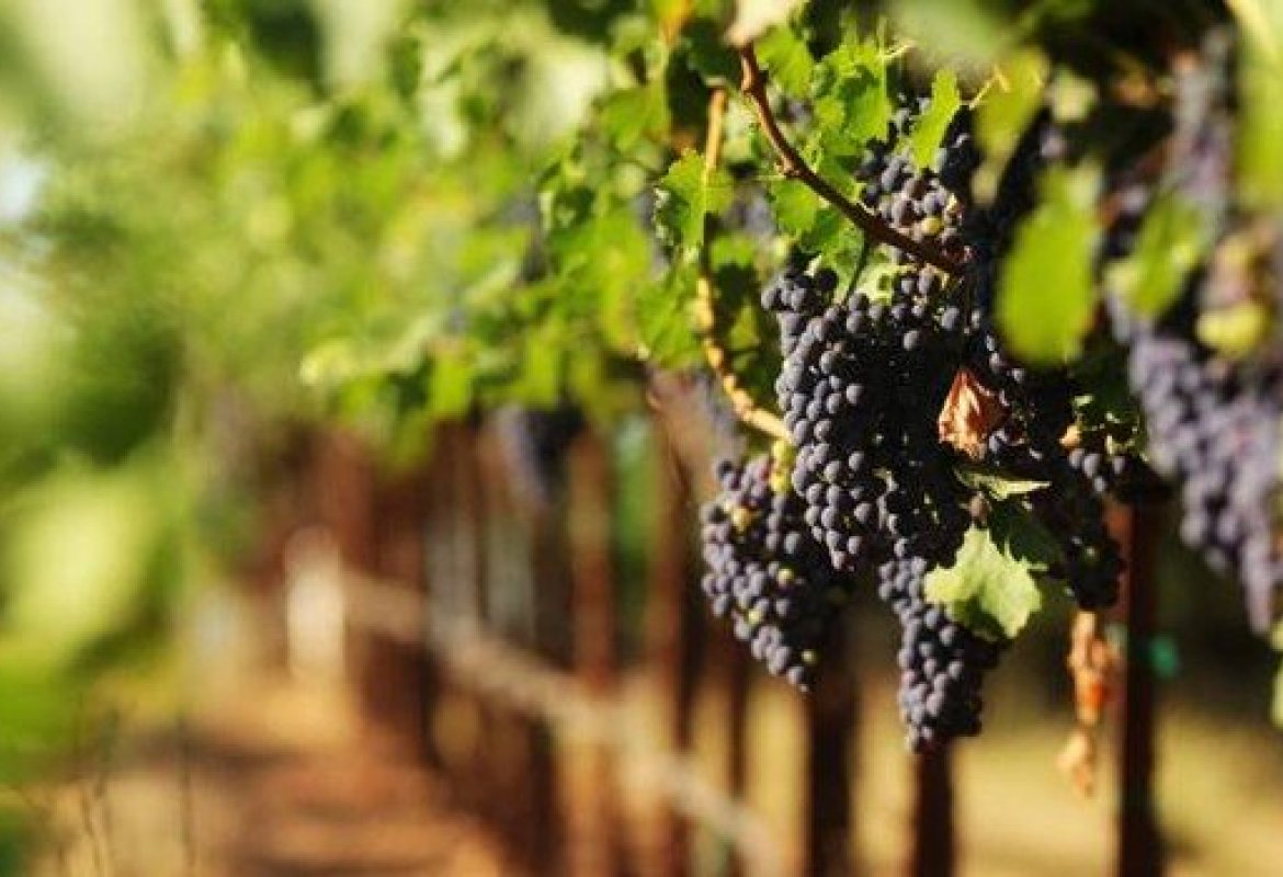 “Potatura della vite da vino”, grande successo per il corso organizzato da Coldiretti nel Salento