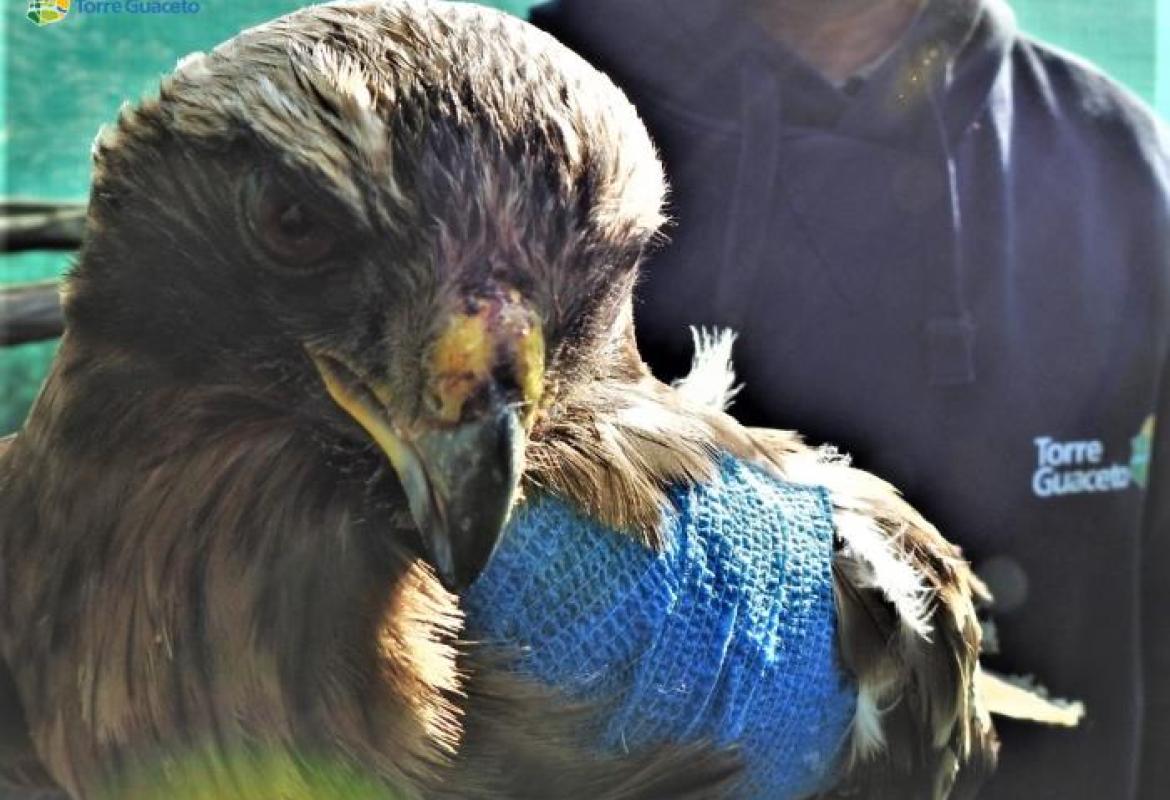 Un'aquila minore in cura a Torre Guaceto