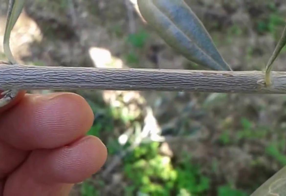 Un corso di innesto dell'ulivo