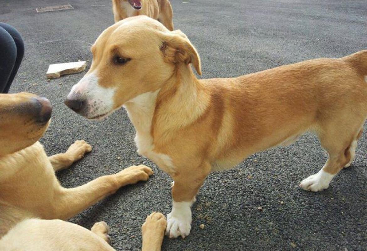 Ricompensa per chi ritrova Ciuff Ciuff