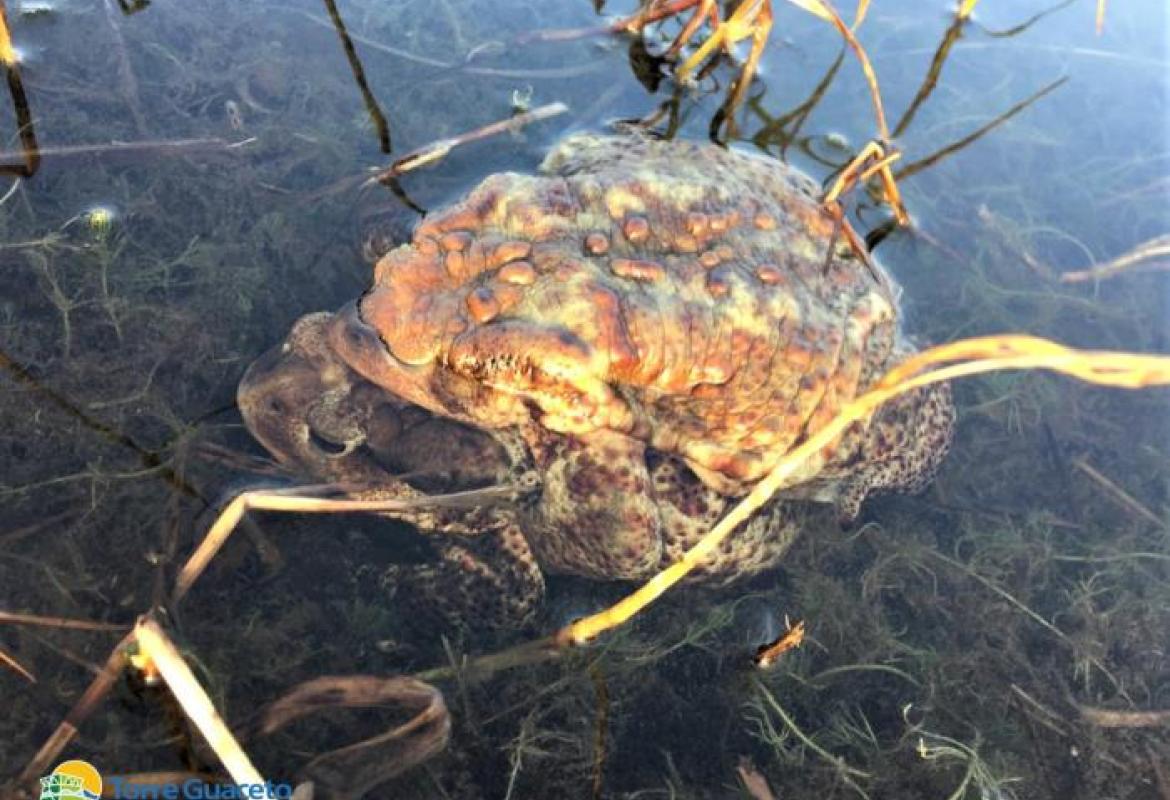 L'abbraccio dei rospi mentre arriva la primavera