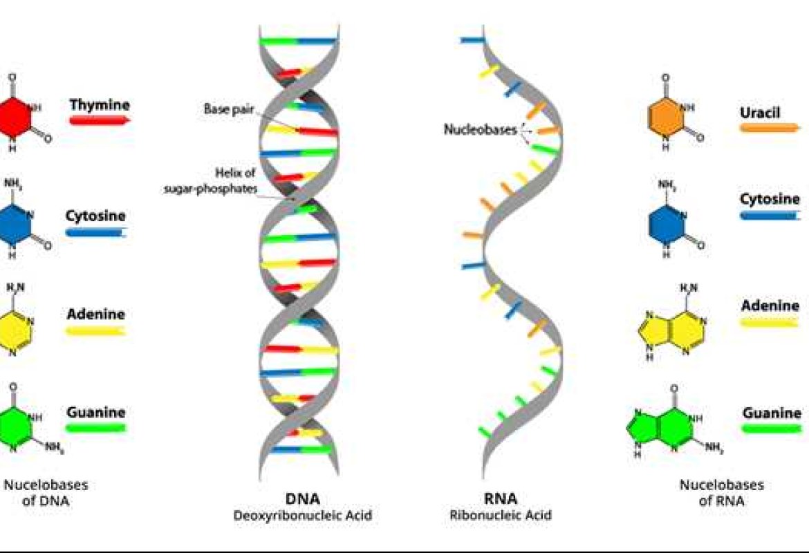 Risalire alle cause delle malattie attraverso la lettura del DNA