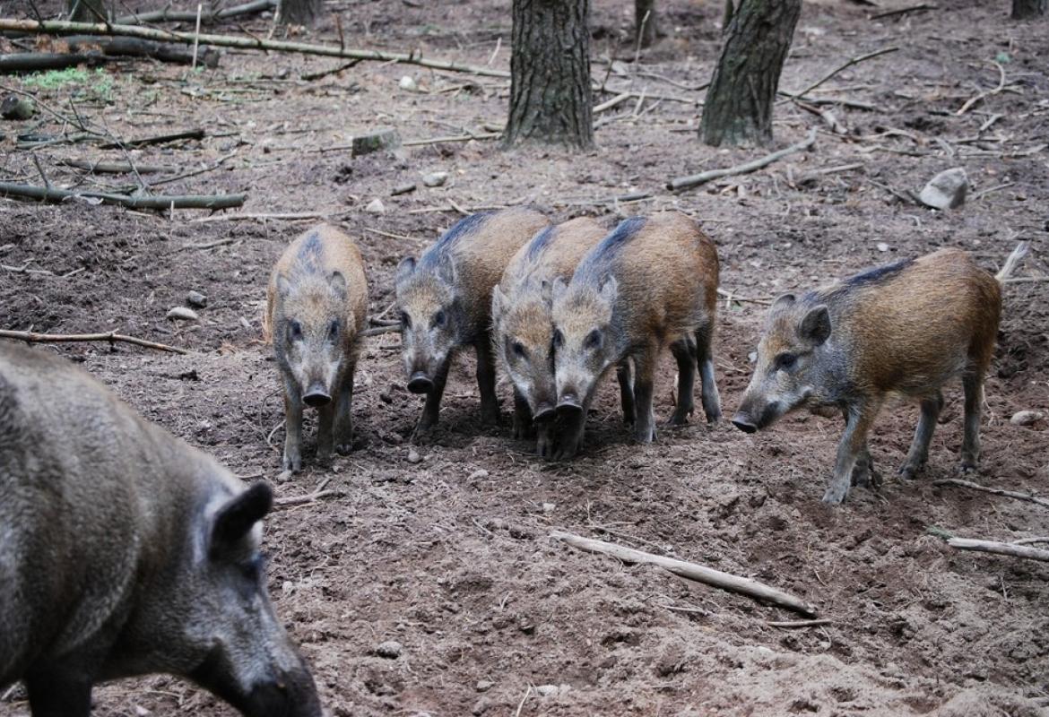 Lupi e cinghiali imperversano nelle campagne pugliesi