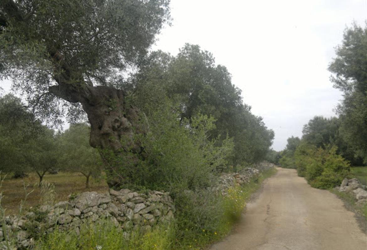 "I proprietari di piccoli appezzamenti possono svolgere attività agricole"