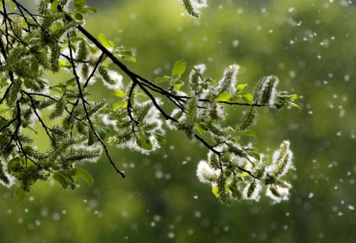 Per evitare il diffondersi dei pollini occorre fare la manutenzione del verde nelle città