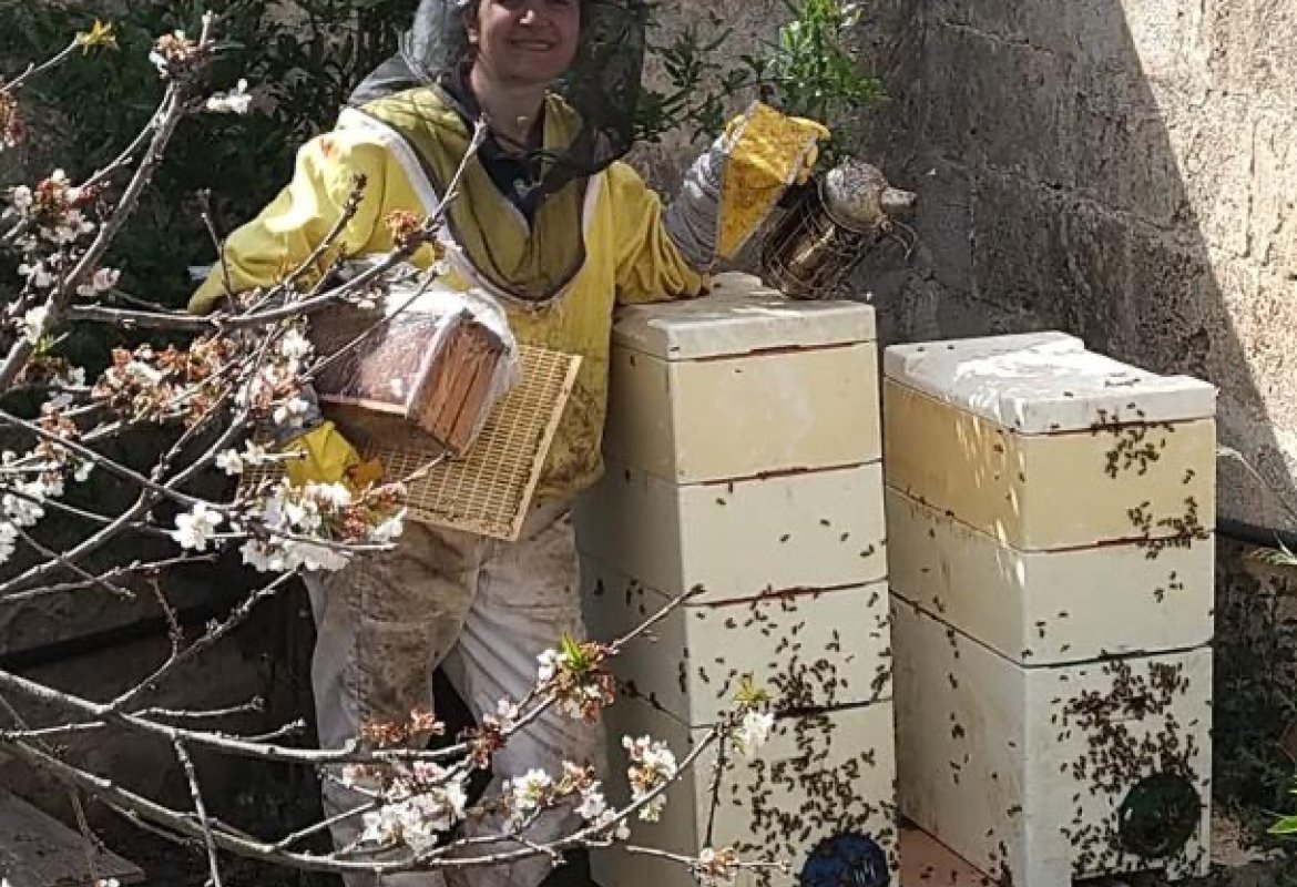Api sotto stress in Puglia, crolla dell'80% la produzione di miele