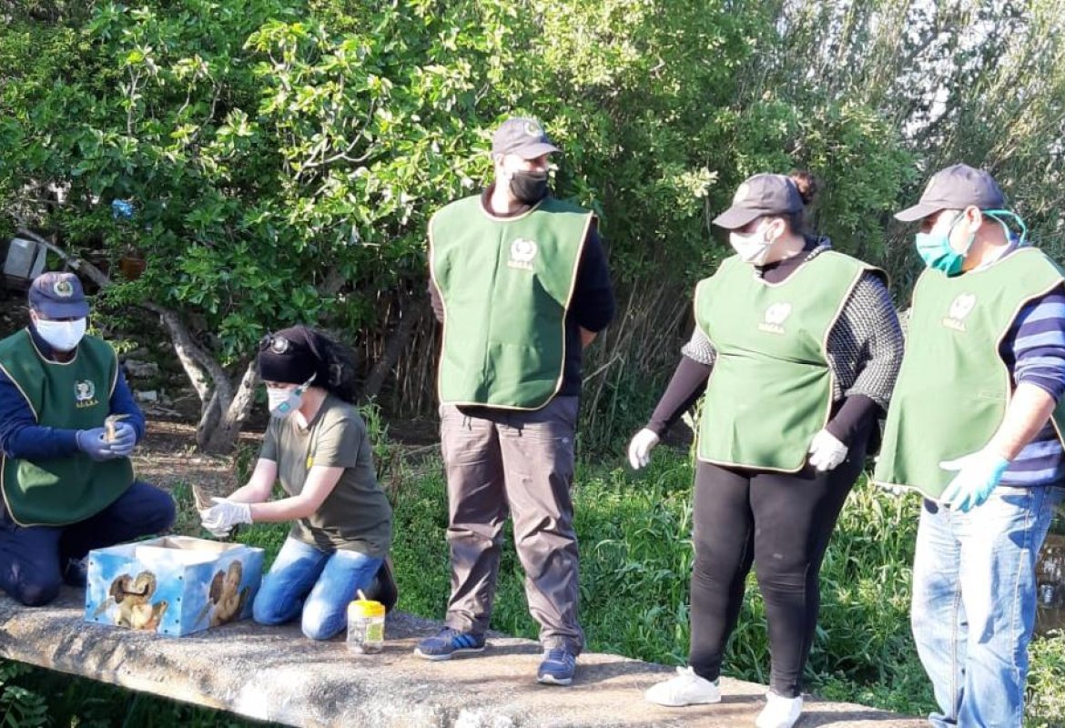Sulla Galatina-Galatone liberati due tarabusini 
