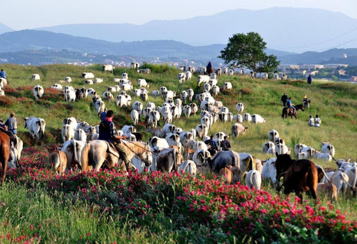 Dalla Regione Puglia due milioni di euro per allevatori e caseifici