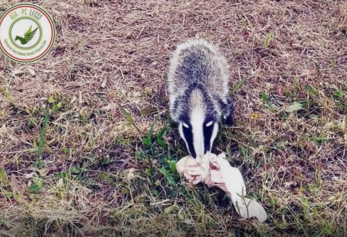 Un tasso a Torre Chianca e colonie di gruccioni nei parchi leccesi