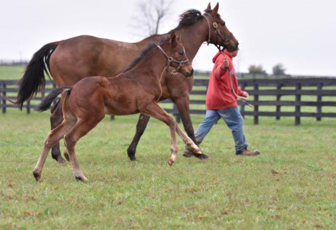 Nuove regole in Puglia in materia di allenamento e addestramento degli animali, manutenzione di camper e roulotte e attività sportiva all’aria aperta