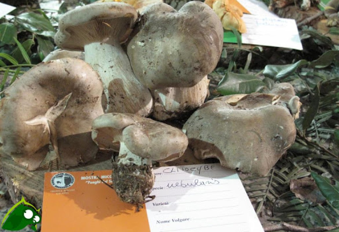 Consentito muoversi in tutta la Puglia per raccogliere i prodotti spontanei della terra