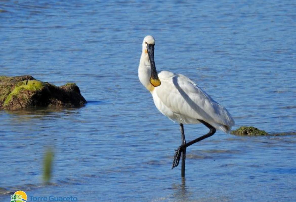 A Torre Guaceto è tornata la Spatola